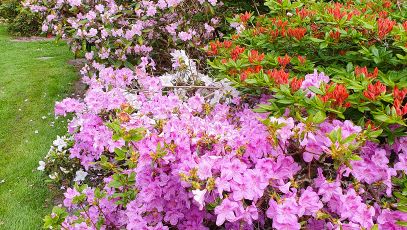 rhododendron