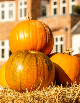Græskar på Køge Torv